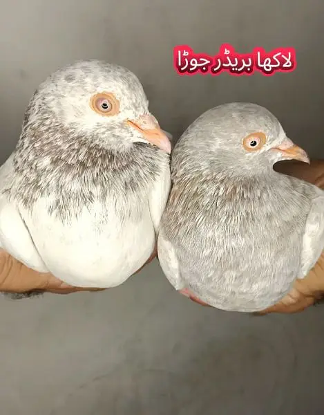 joro wale breeder kabootar pigeon