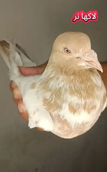 joro wale breeder kabootar pigeon — photo 2