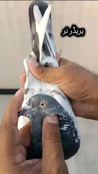 joro wale breeder kabootar pigeon — photo 3