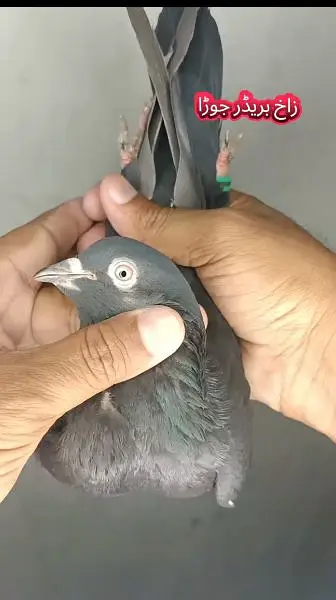 joro wale breeder kabootar pigeon — photo 4