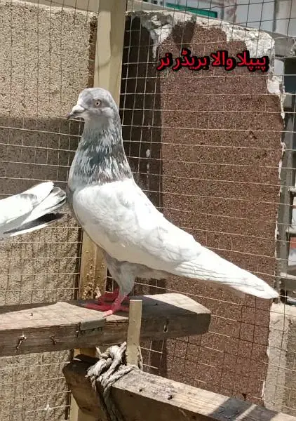 joro wale breeder kabootar pigeon — photo 5