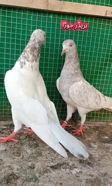 joro wale breeder kabootar pigeon — photo 6