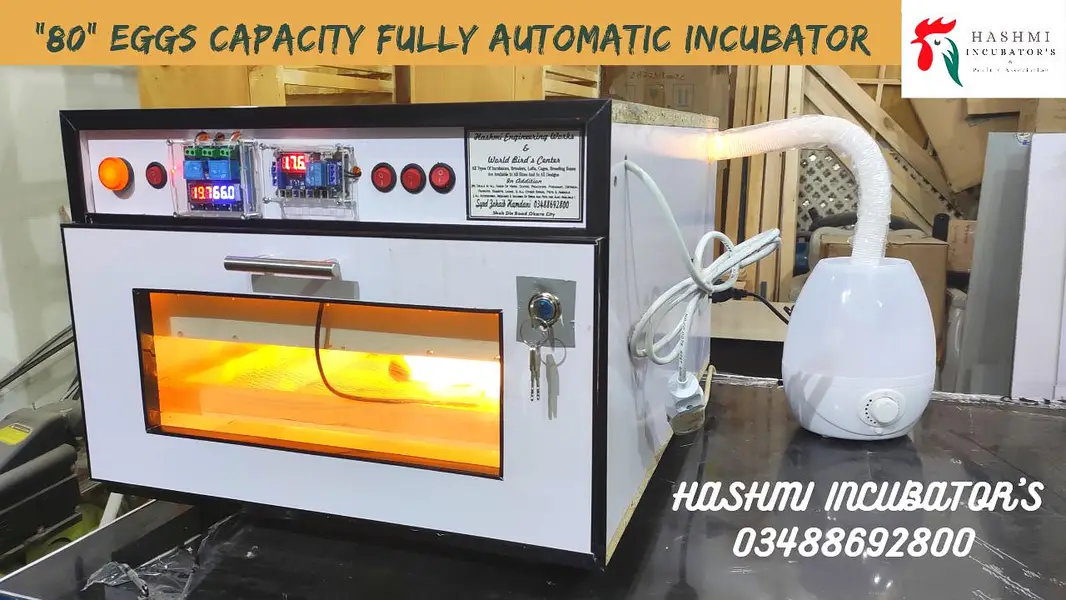 Eggs Incubators & Chicks Brooders Are Available For Sale  . — photo 3