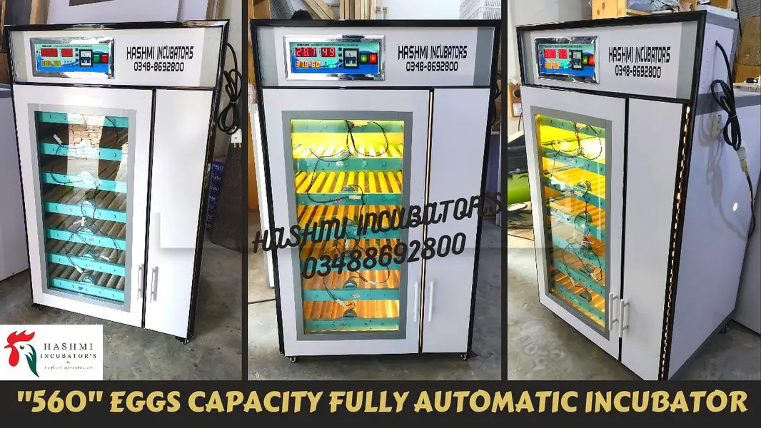 Eggs Incubators & Chicks Brooders Are Available For Sale  . — photo 4