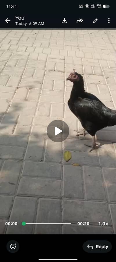Aseel Desi Egg Cross Hen Of High Egg Laying Capacity.