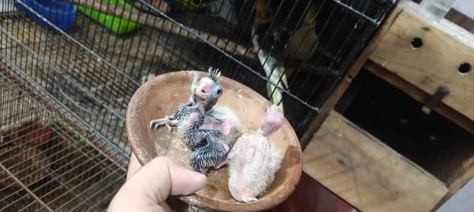 cocktail 2 hand feed chick for hand tame