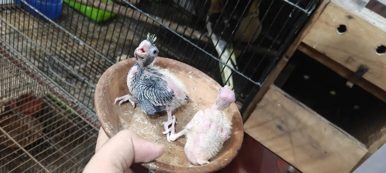 cocktail 2 hand feed chick for hand tame — photo 3