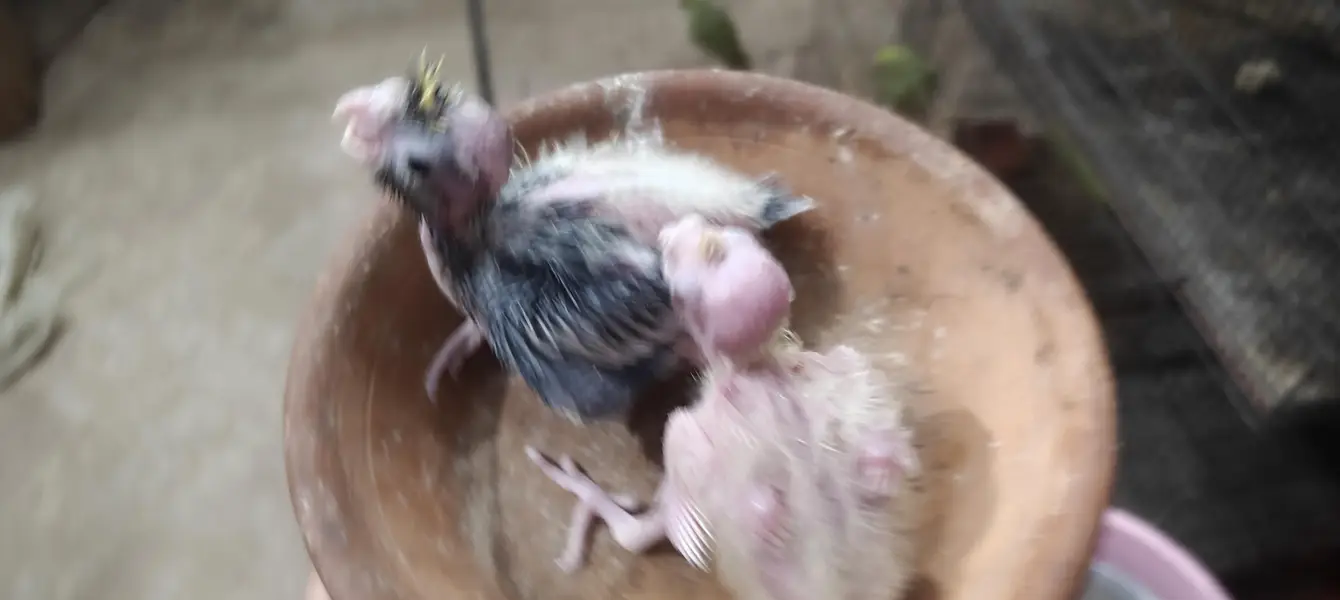 cocktail 2 hand feed chick for hand tame — photo 4