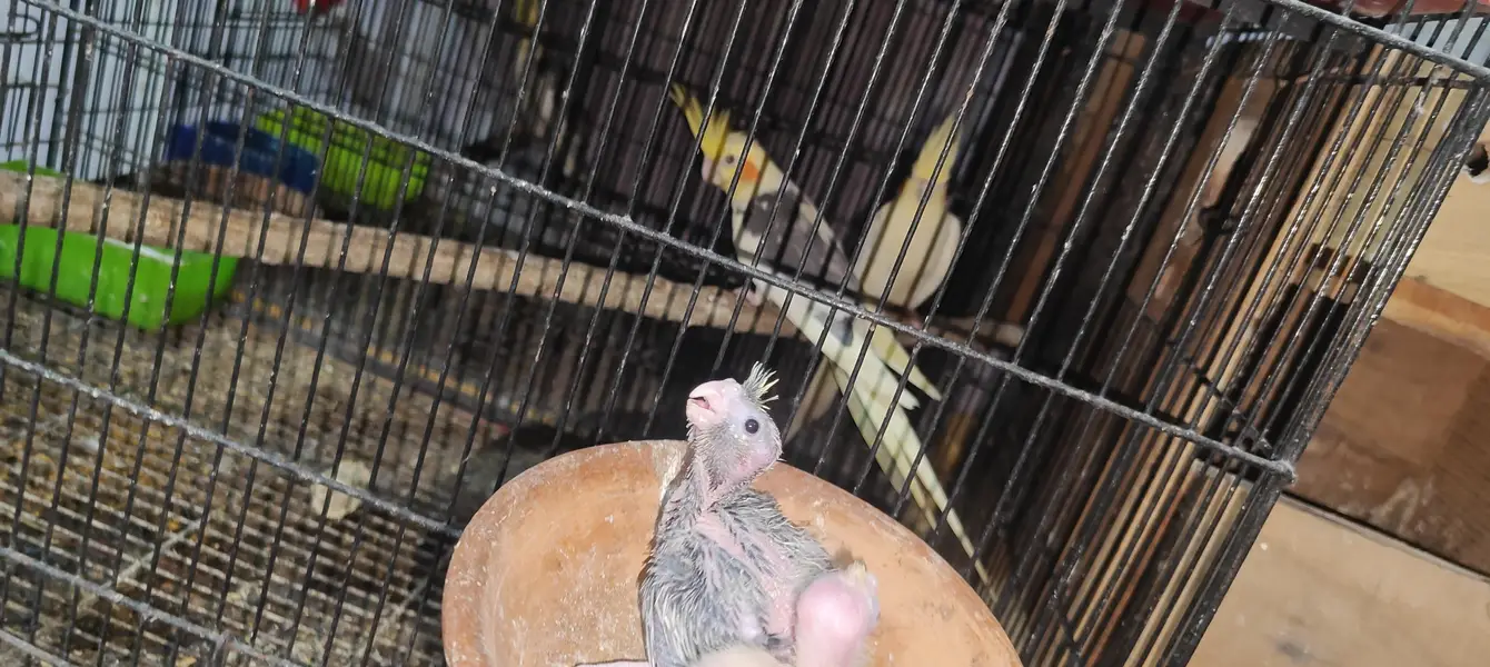 cocktail 2 hand feed chick for hand tame — photo 5