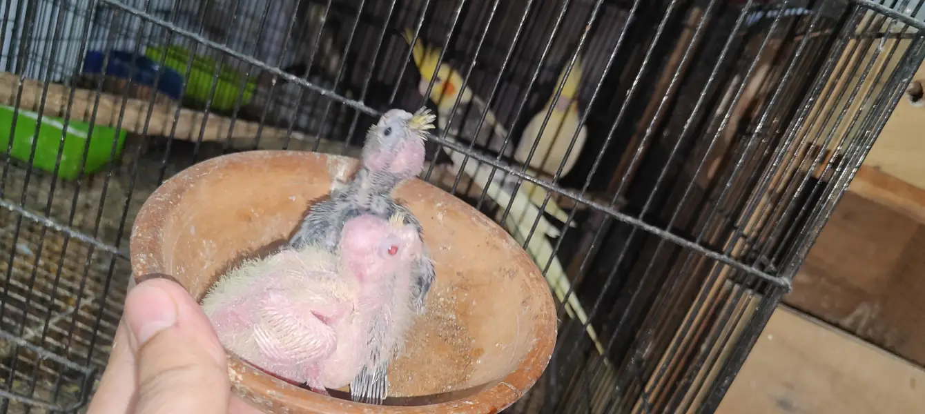 cocktail 2 hand feed chick for hand tame — photo 7