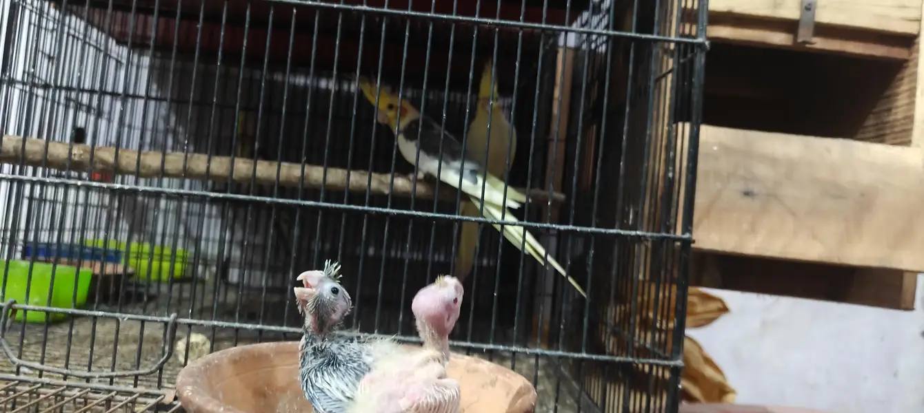 cocktail 2 hand feed chick for hand tame — photo 8