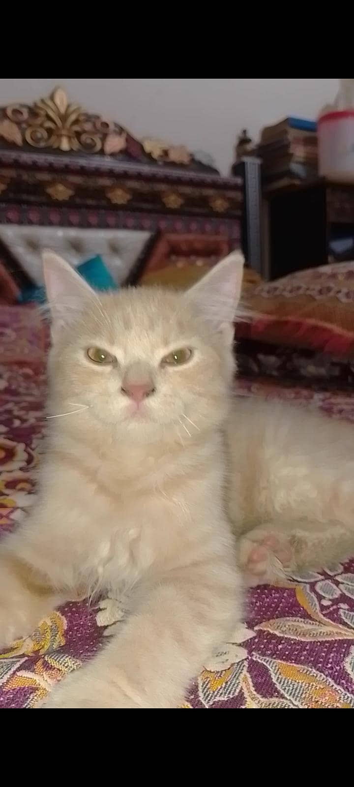 kitten 2