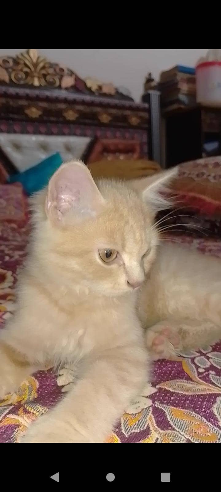 kitten 3