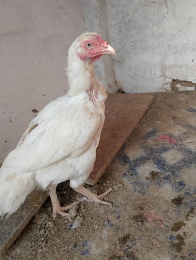 Heera female for sale