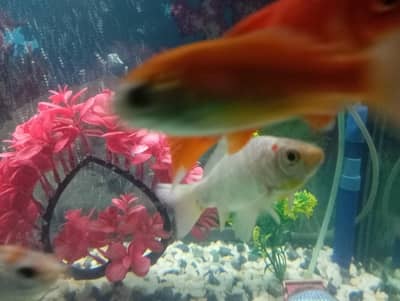 fish for sell