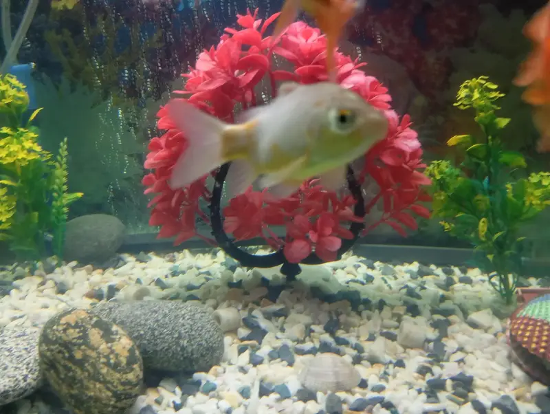 fish for sell — photo 2