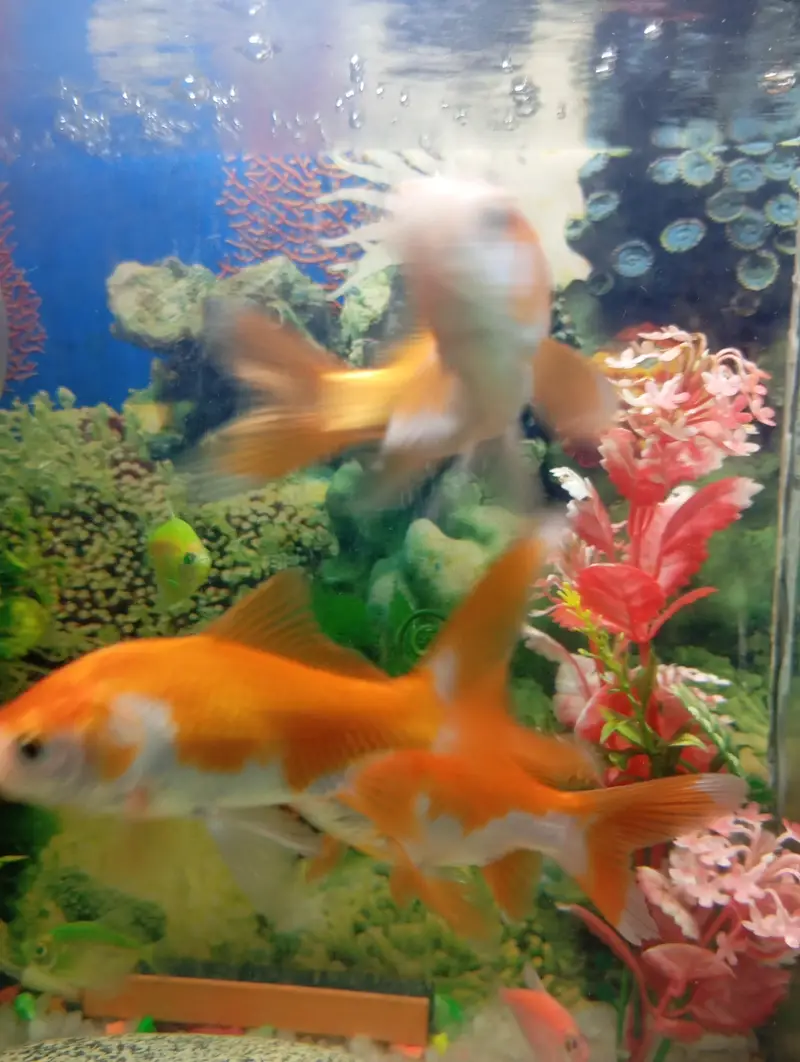 fish for sell — photo 3