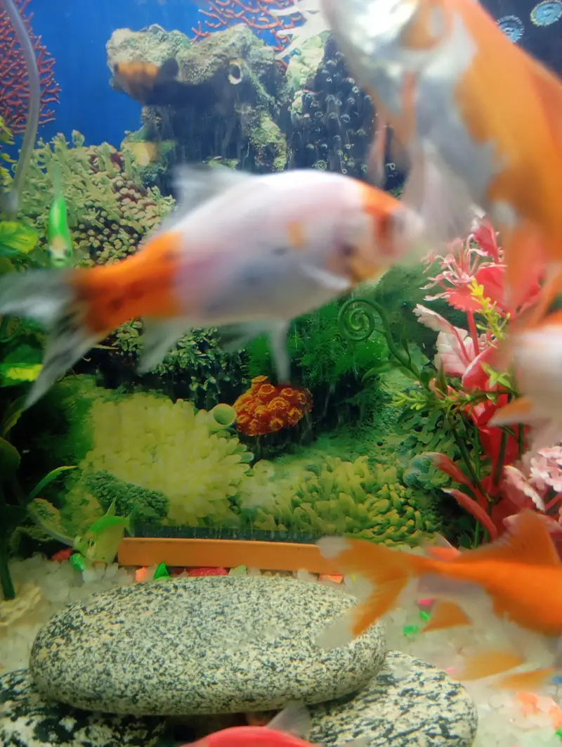 fish for sell — photo 4