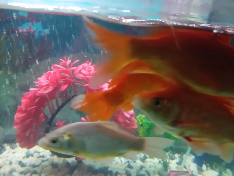 fish for sell — photo 5