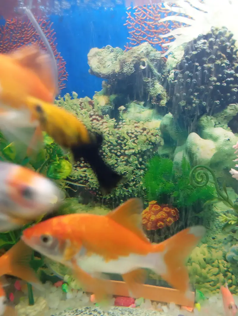 fish for sell — photo 6