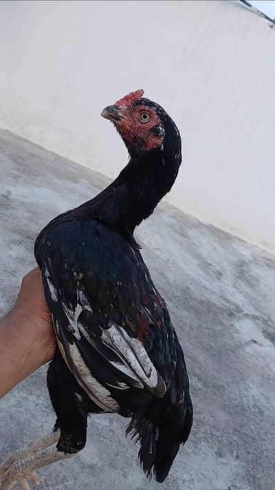 Aseel lasani madi or lasani pathe