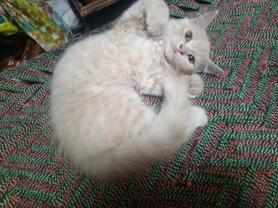 kitten