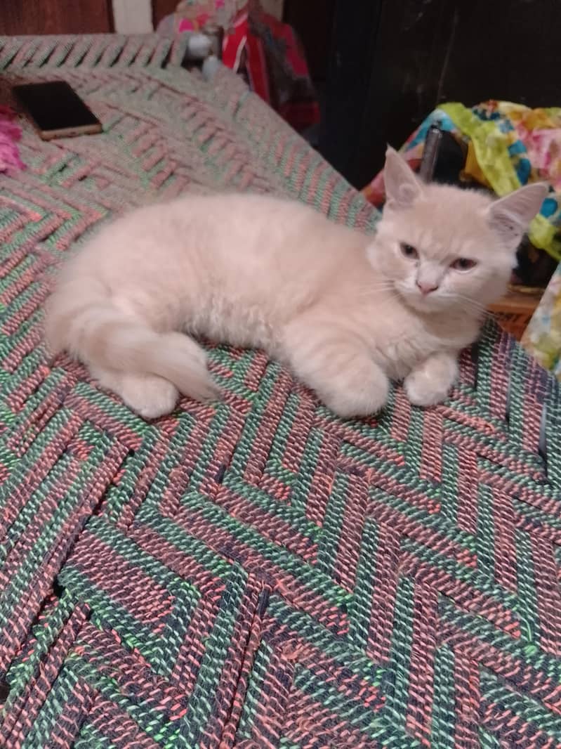 kitten 1
