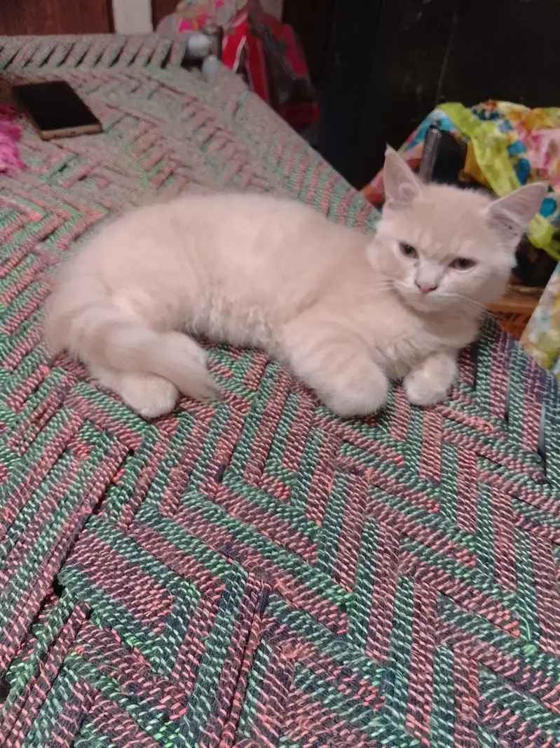 kitten — photo 2