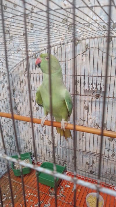 parrot  for sale