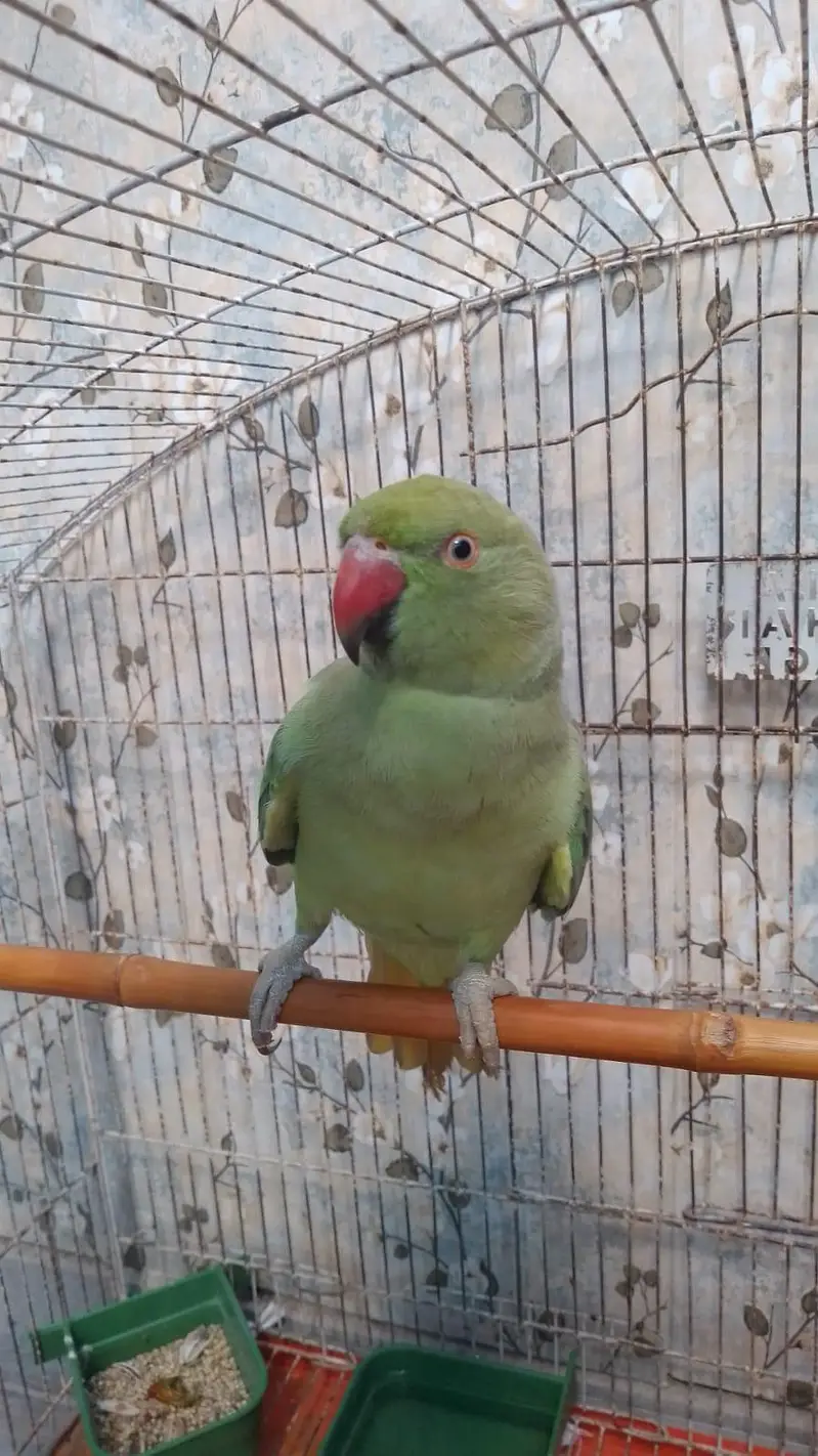 parrot  for sale — photo 2