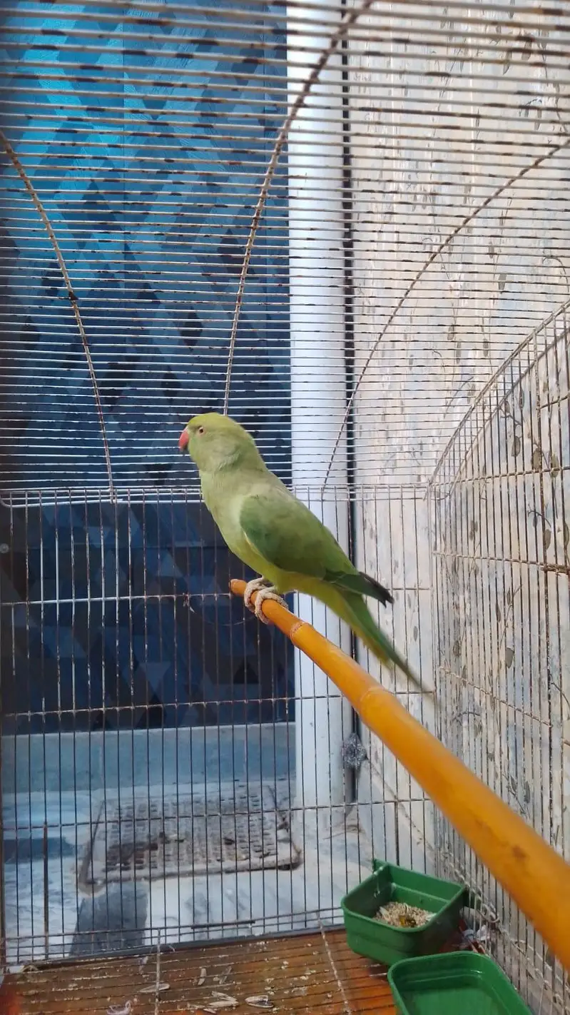 parrot  for sale — photo 3