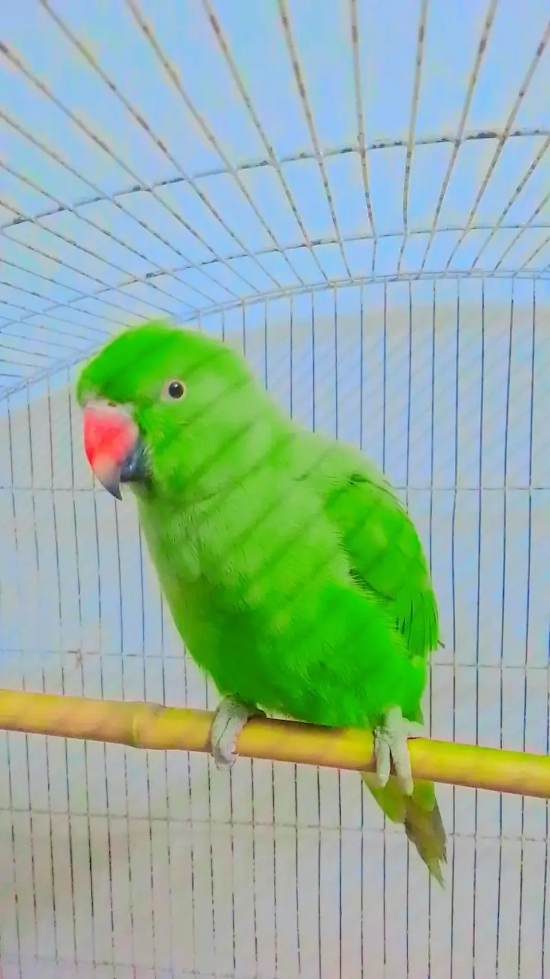parrot  for sale — photo 4