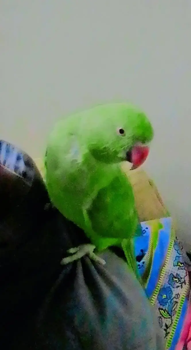 parrot  for sale — photo 5