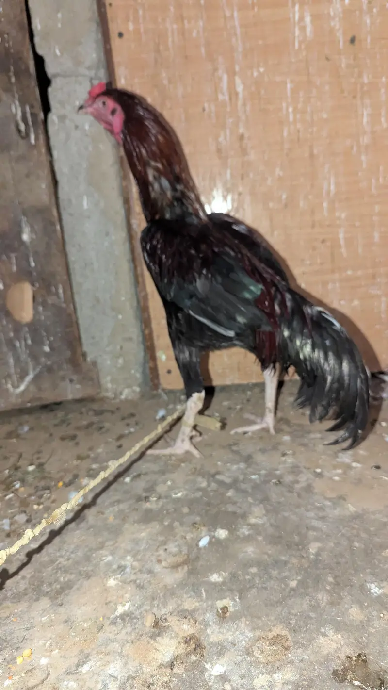 high quality aseel male — photo 2