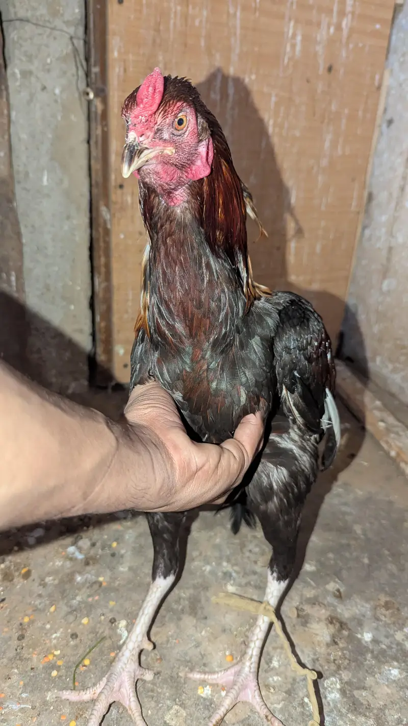 high quality aseel male — photo 3
