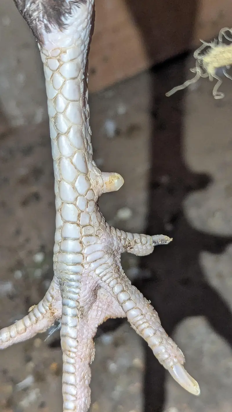 high quality aseel male — photo 4