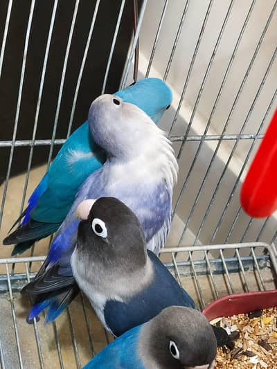 lovebirds breeder pair