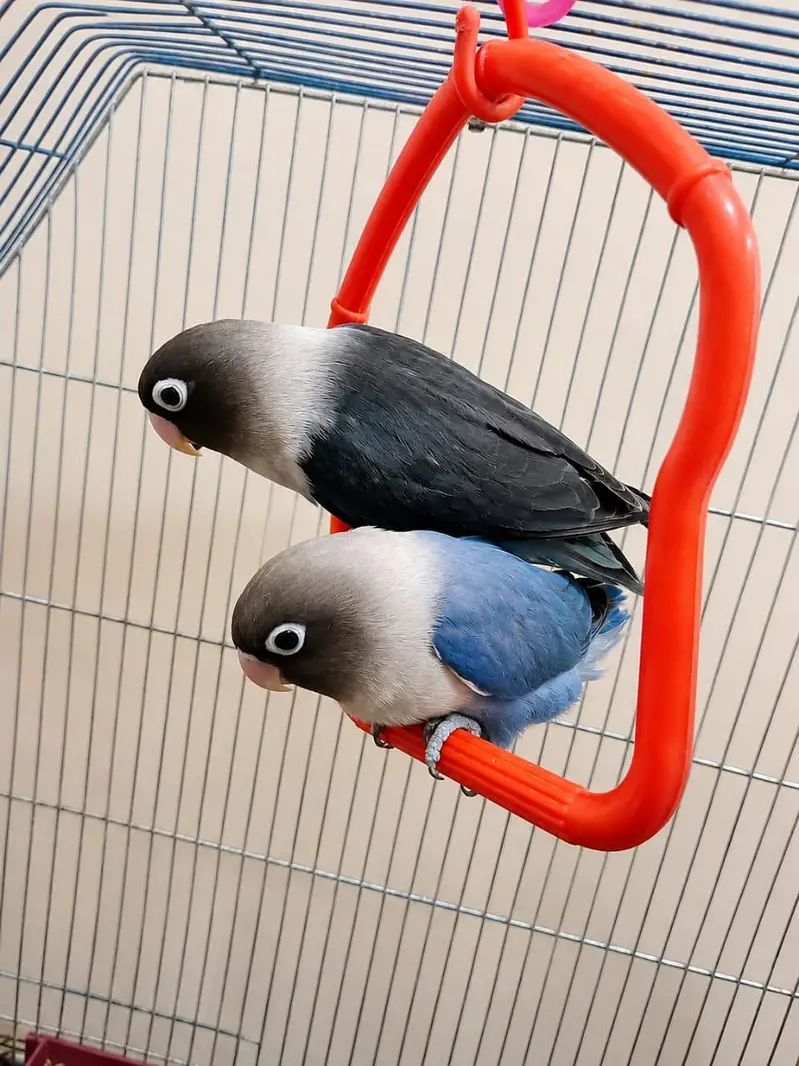 lovebirds breeder pair — photo 2