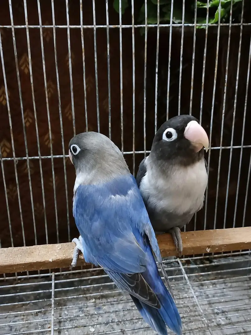 lovebirds breeder pair — photo 3