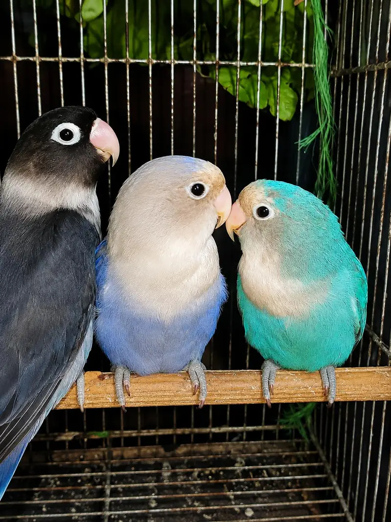 lovebirds breeder pair — photo 4