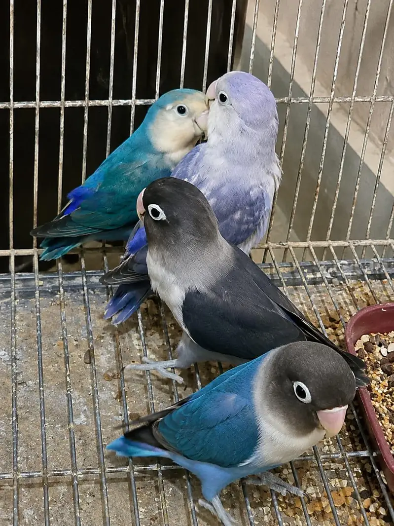 lovebirds breeder pair — photo 5