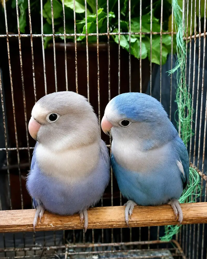 lovebirds breeder pair — photo 6