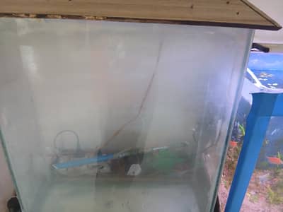 Planted setup for sale with14mm glass