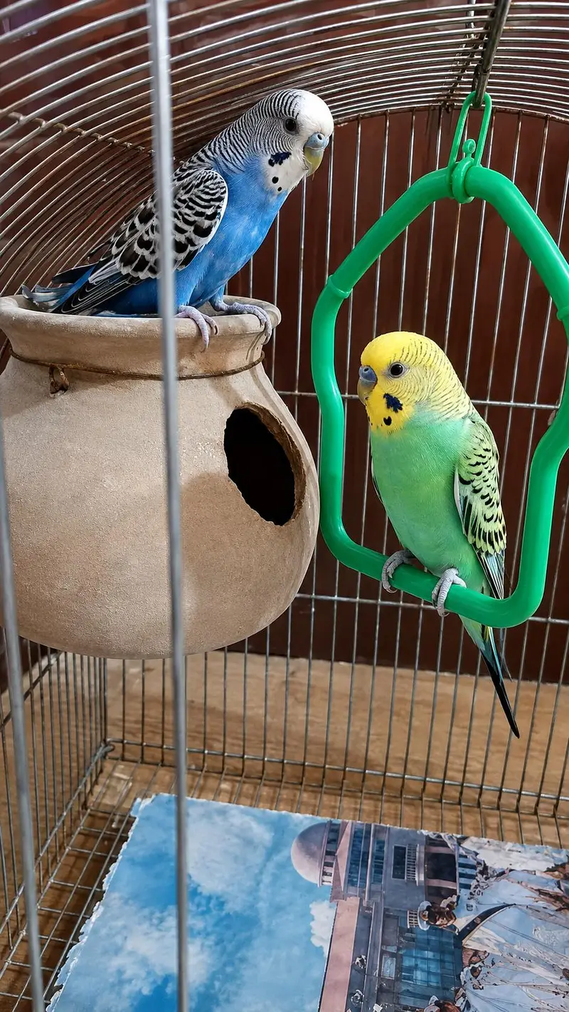 lovebirds breeder pair — photo 7