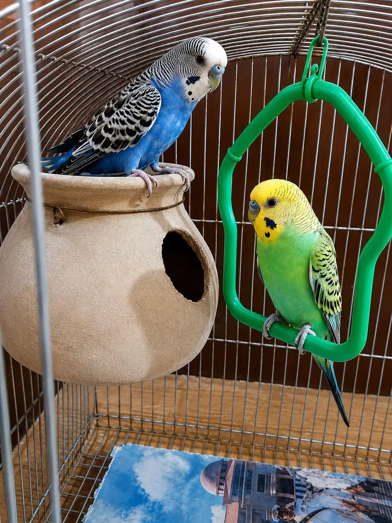 lovebirds breeder pair — photo 8