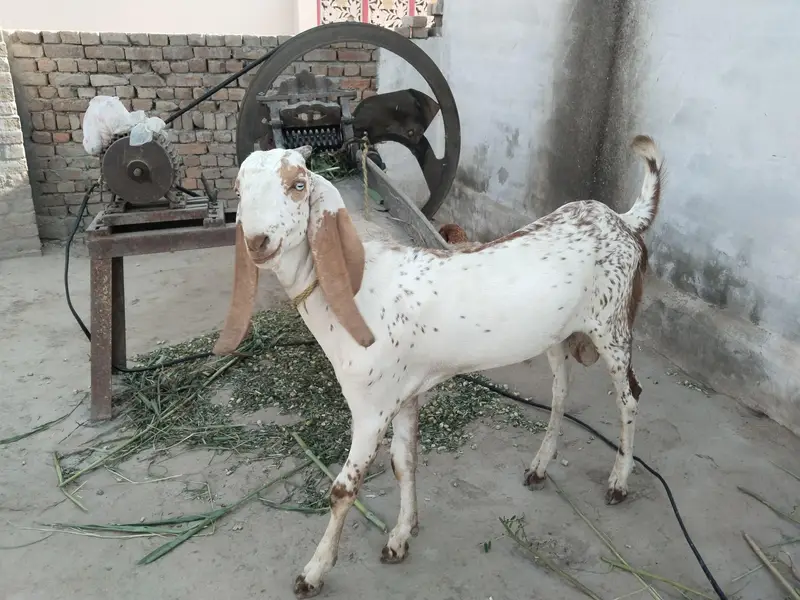 desi bakre for sale_"_03299224671 — photo 2
