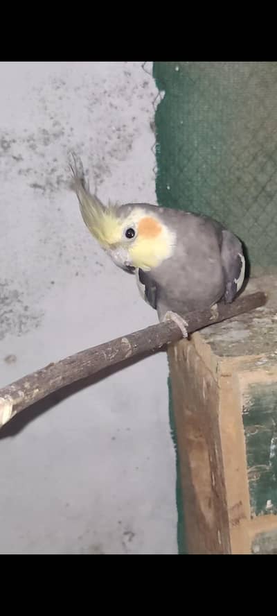Cocktail Parrot