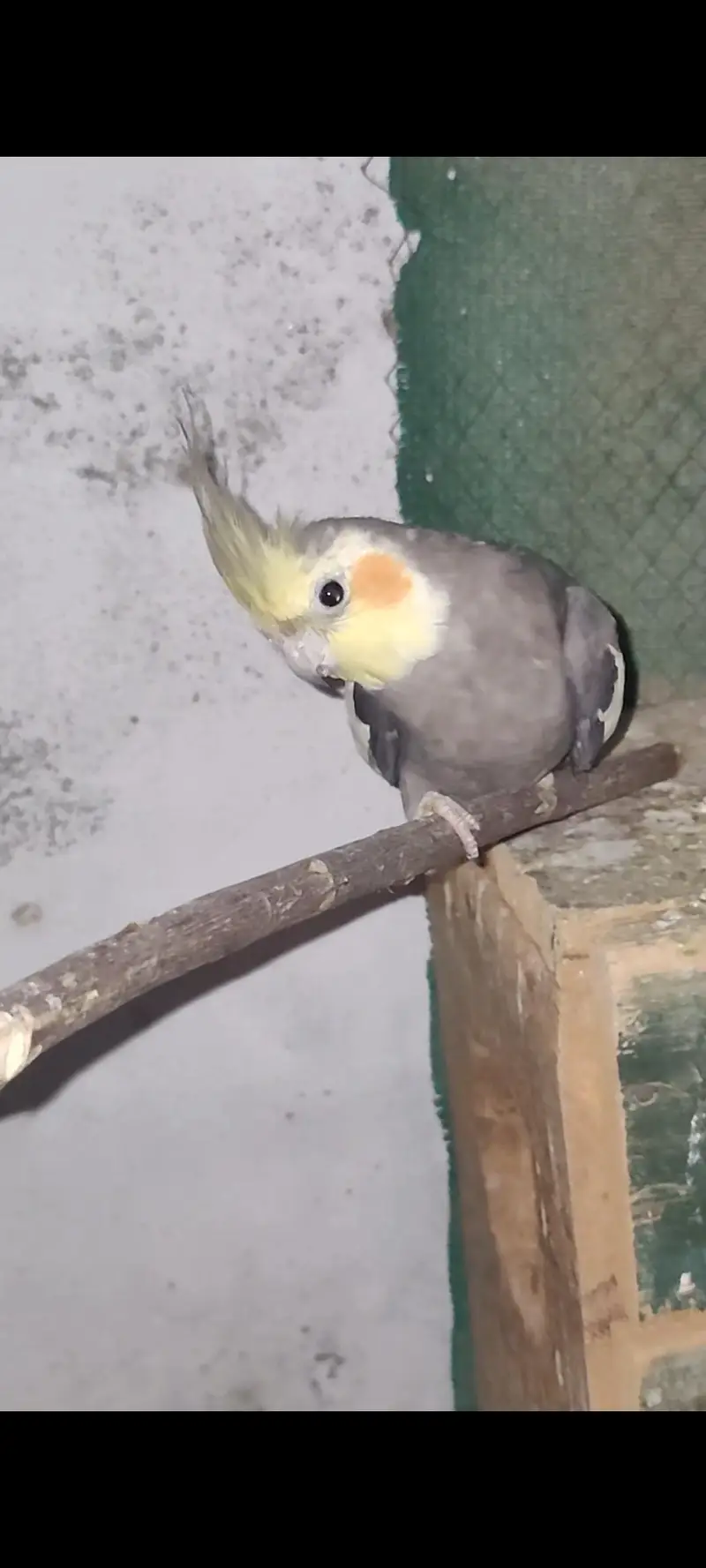 Cocktail Parrot