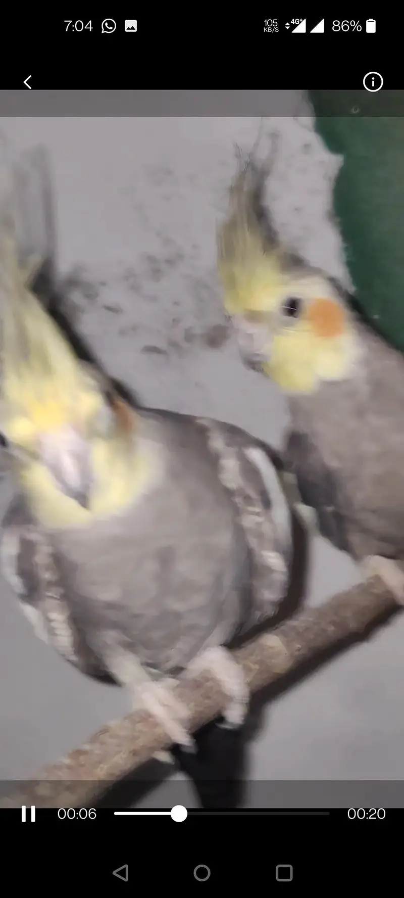 Cocktail Parrot — photo 2