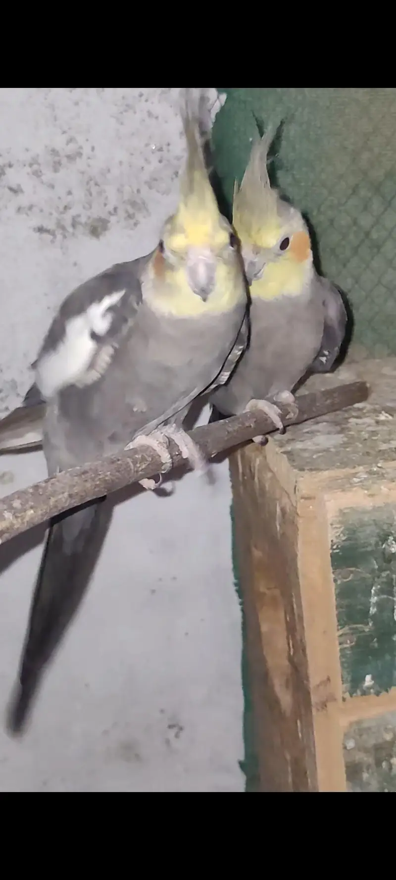 Cocktail Parrot — photo 3